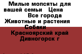 Милые мопсяты для вашей семьи › Цена ­ 20 000 - Все города Животные и растения » Собаки   . Красноярский край,Дивногорск г.